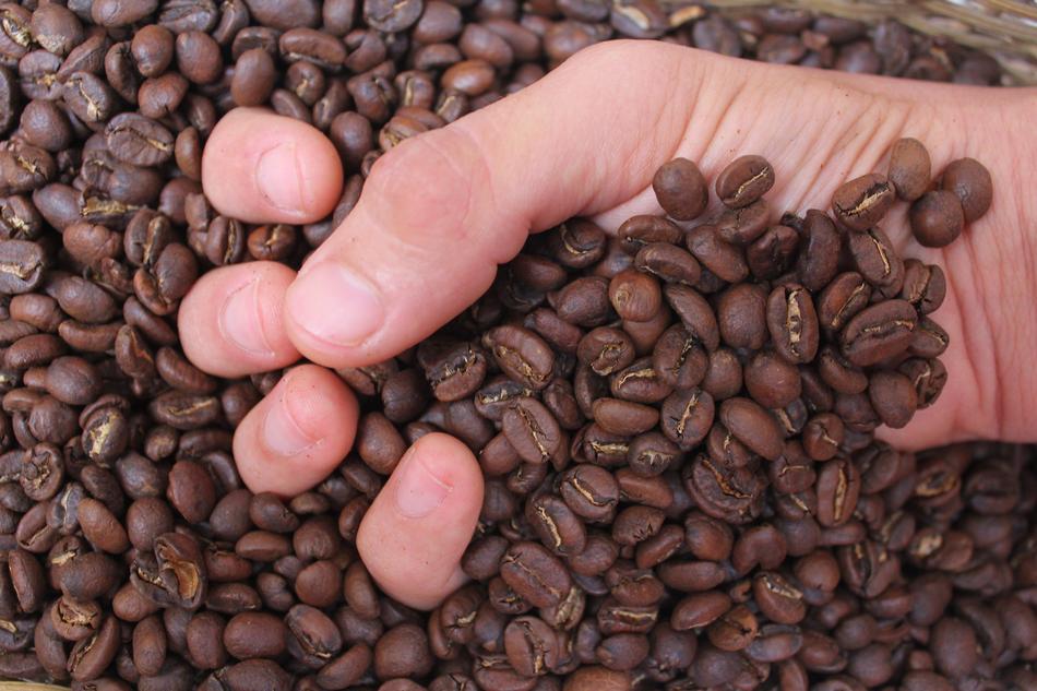 hand clenches coffee beans