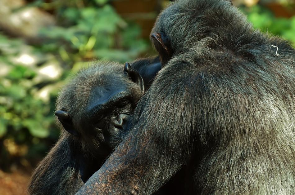 Chimps Monkey Animal World