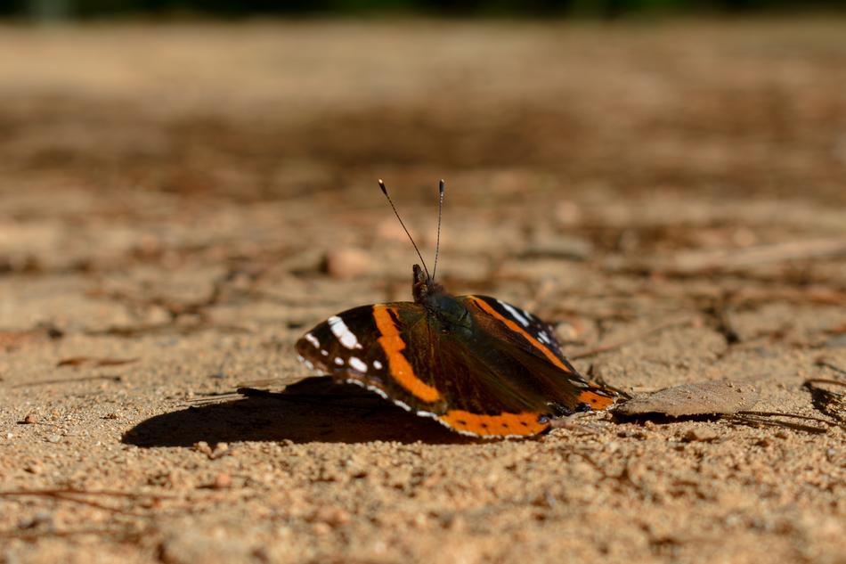 Butterfly Formentera Orange