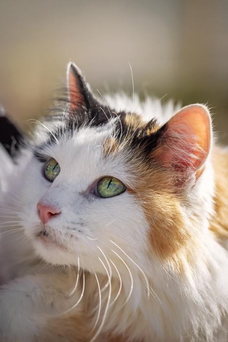 Cats Animal Eyes