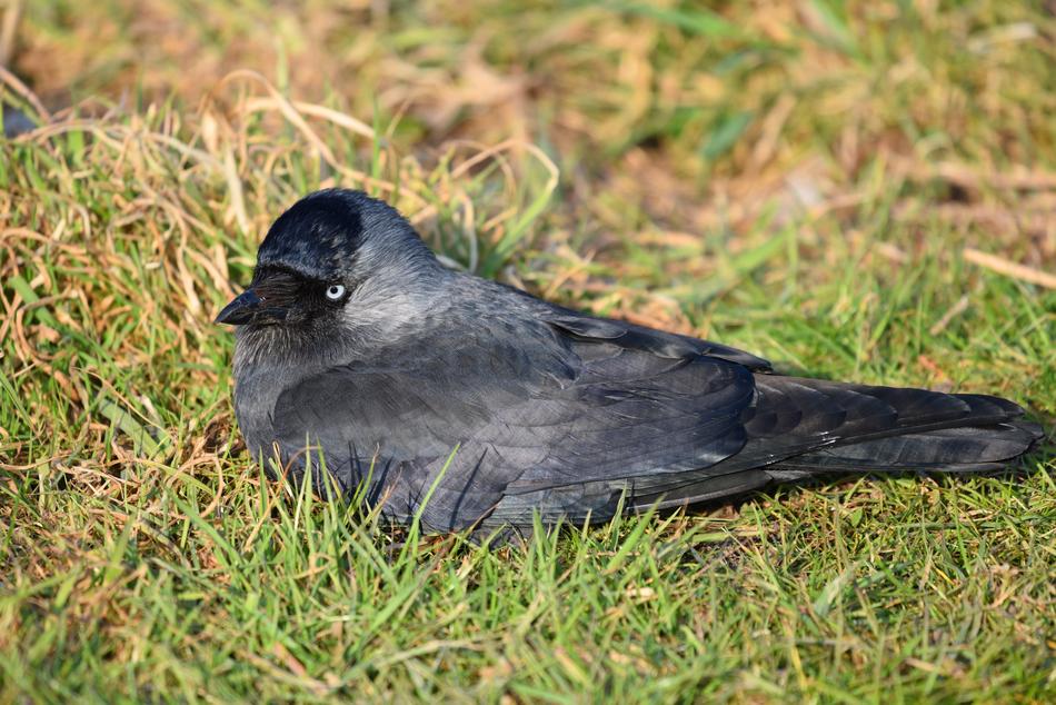 Jackdaw Bird Animal