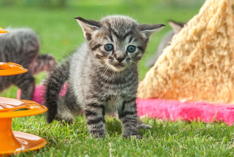 little kitten on the grass