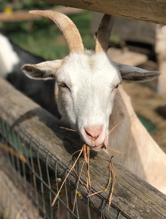 Goat Farm White