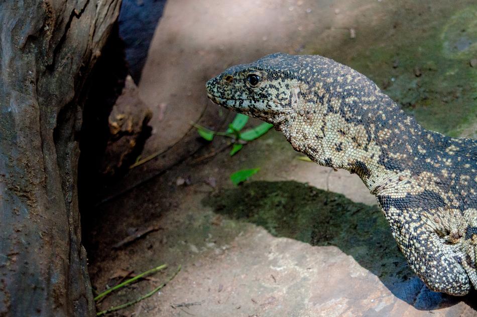 Lizard Reptile Animal