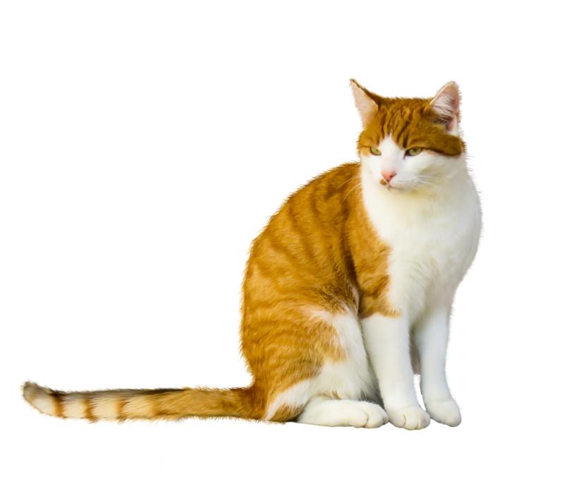 Animal World Cat Domestic