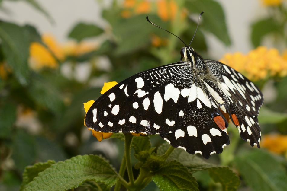 Butterfly Insect Wing