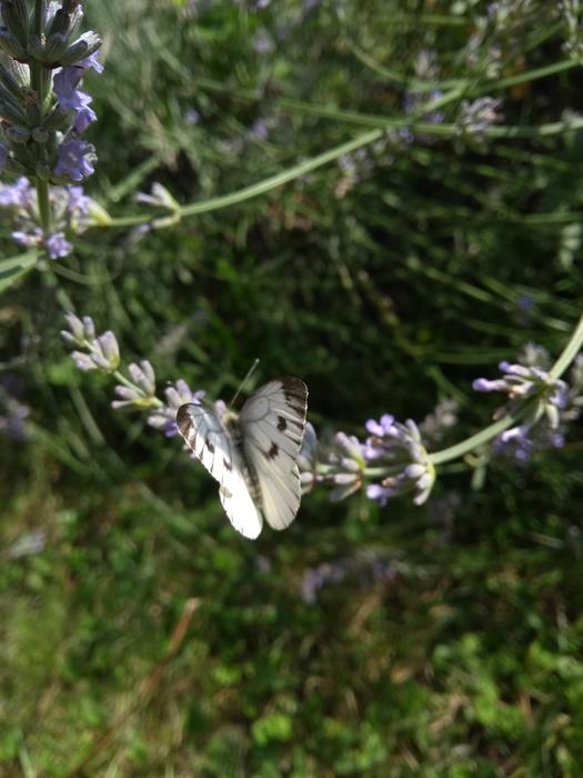 Butterfly Animal Nature