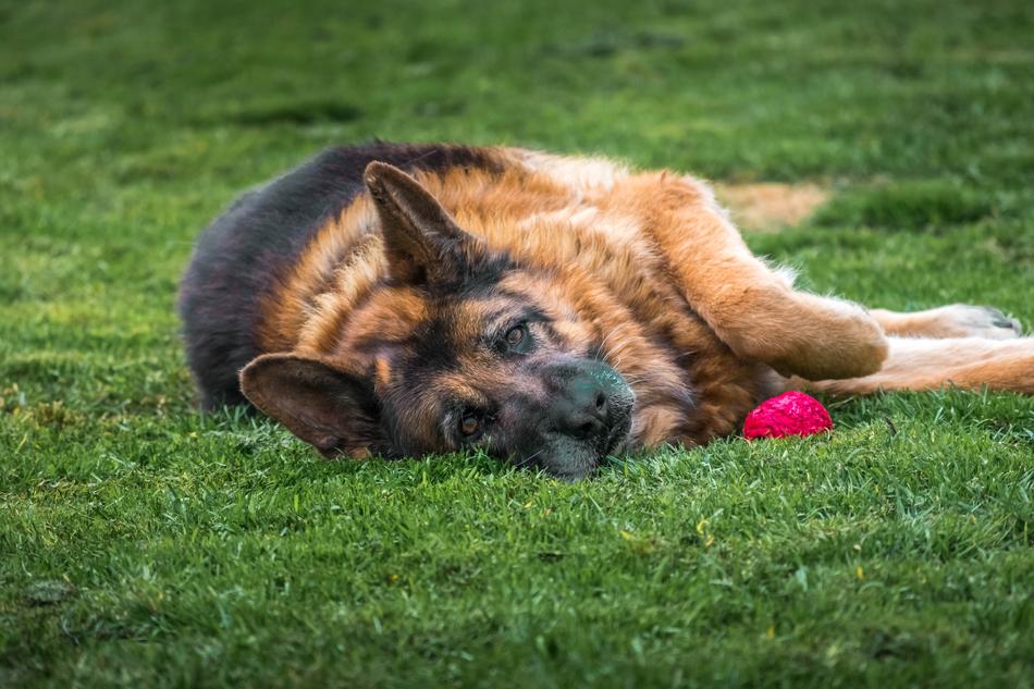 german shepherd Dog Pet lying on grass