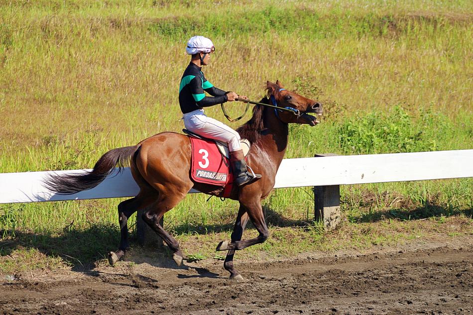Horse Race Indonesia