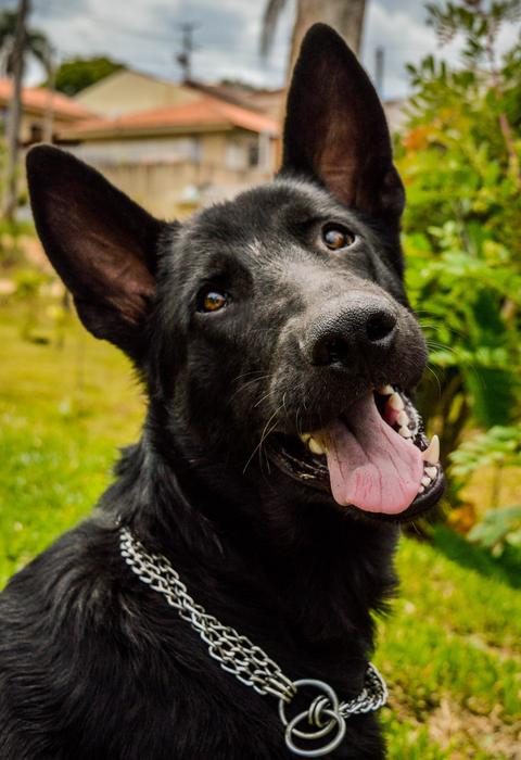 Dog Black Portrait