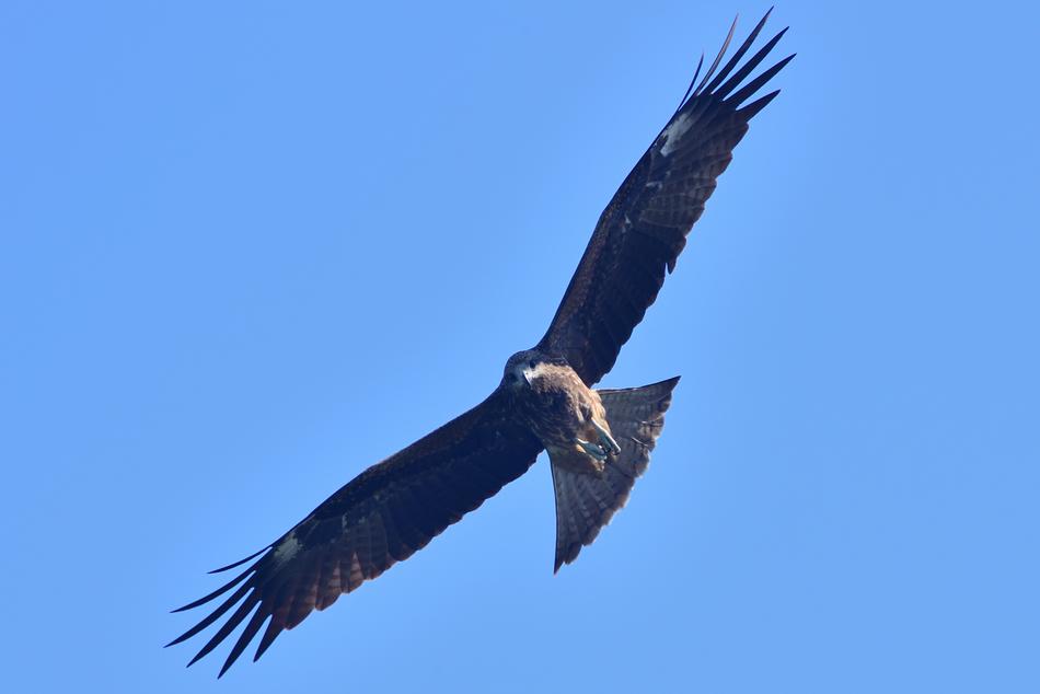 Eagle The Eagles