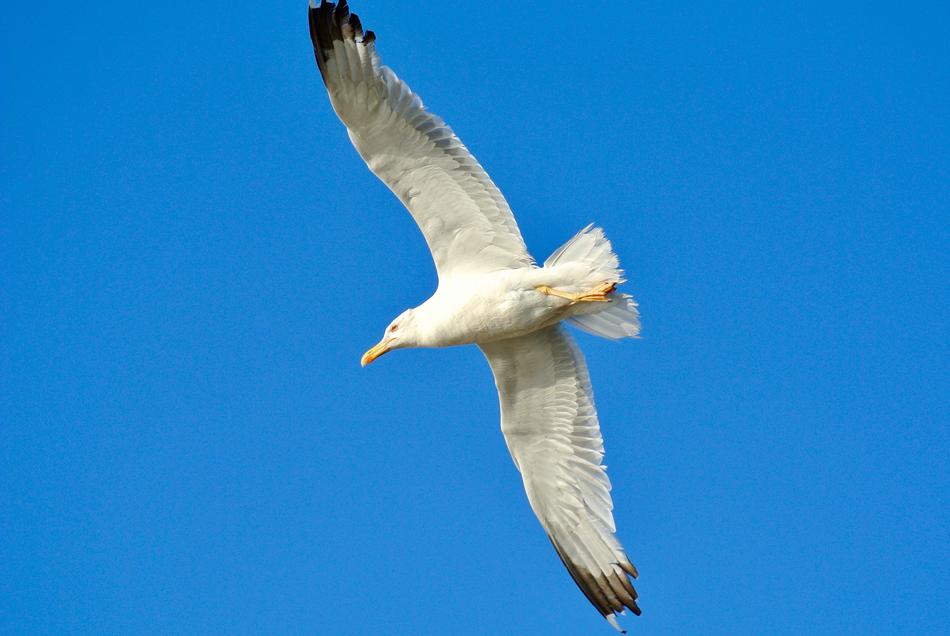 Bird Seagull Nature