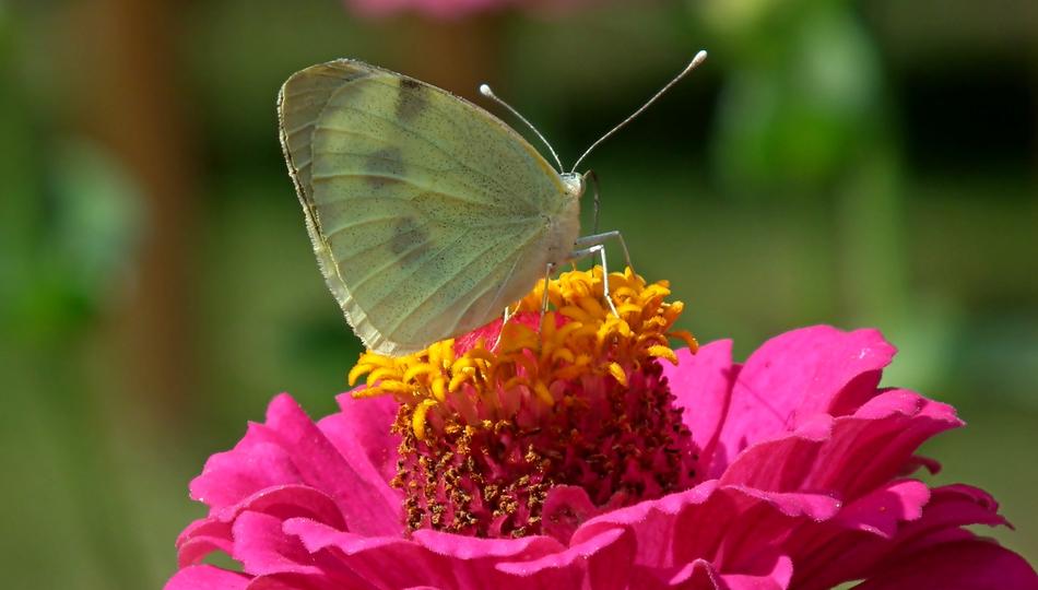 Butterfly Insect Flower