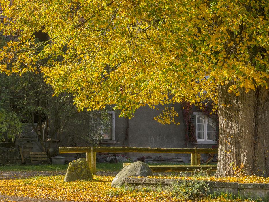 Autumn Mood Leaves Fall