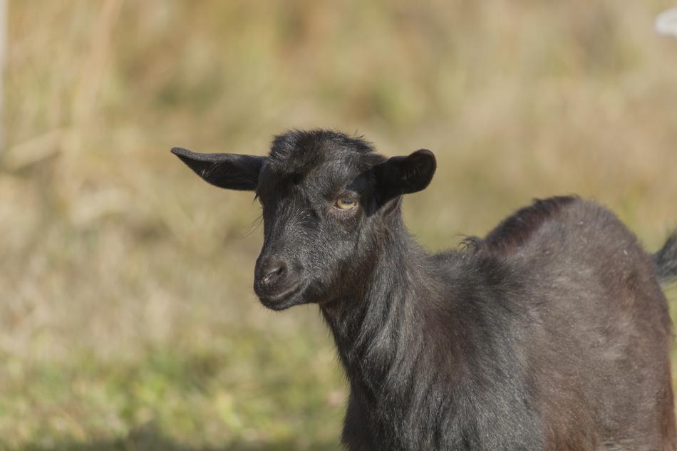 Goat Kid Animal