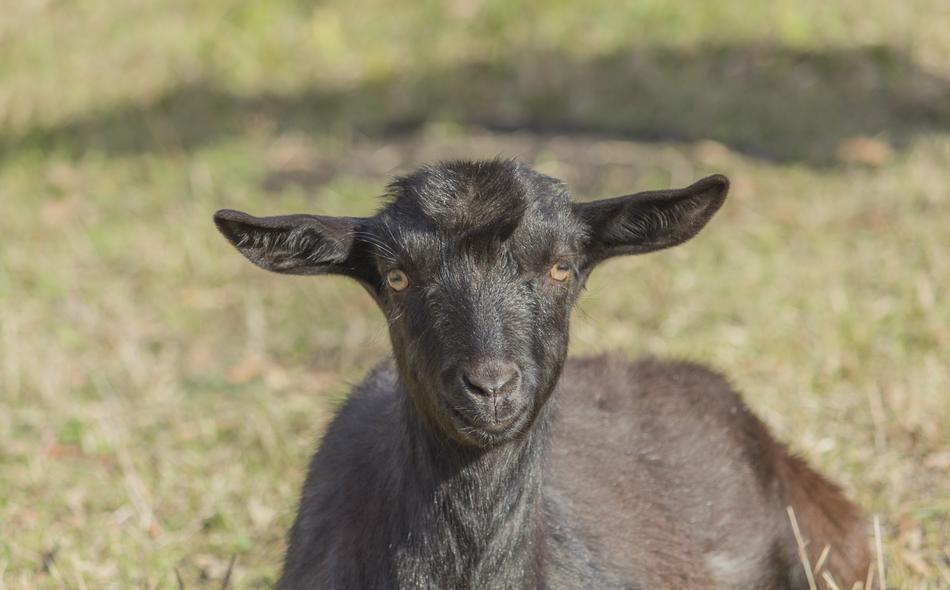 Goat Kid Animal