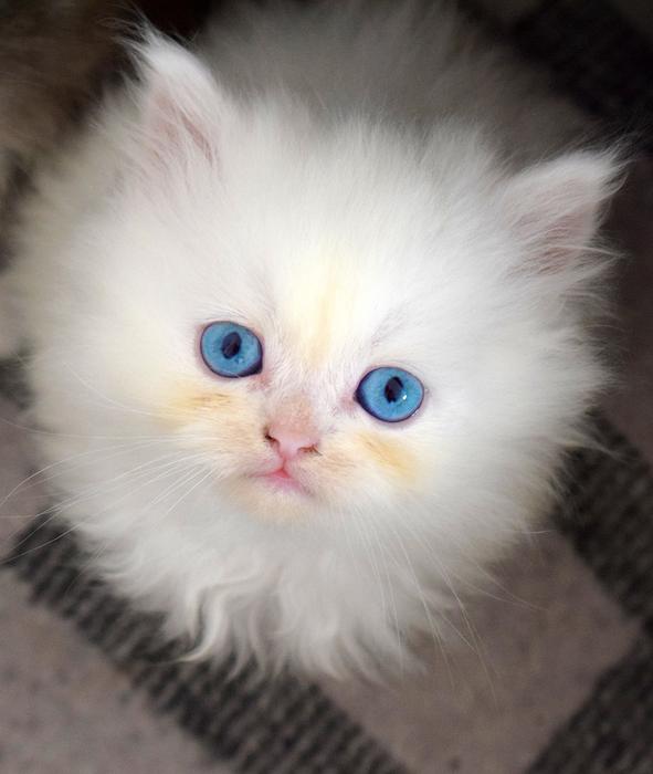 white Kitten Pussy Cat
