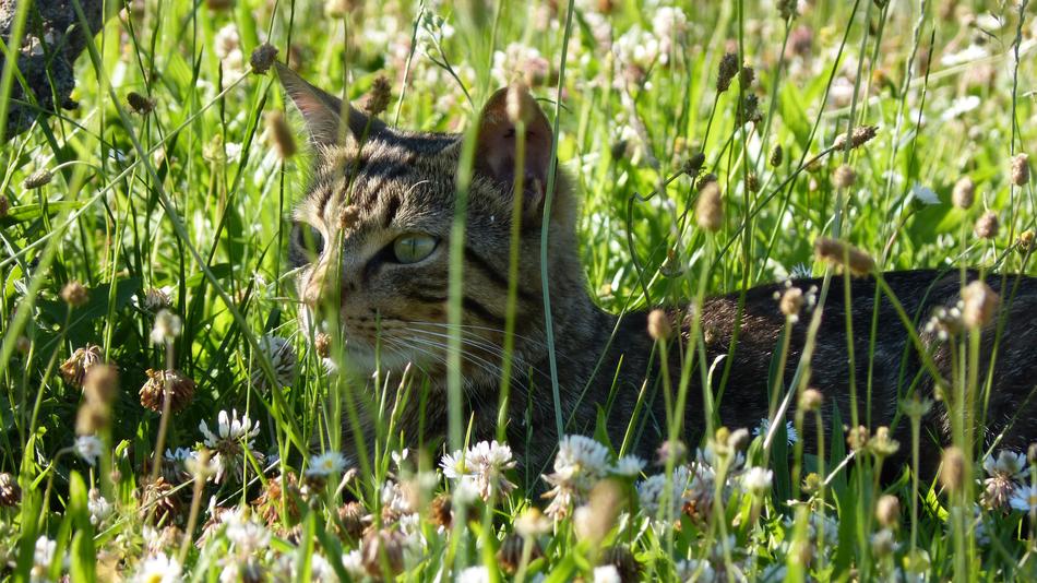 Cat Tabby