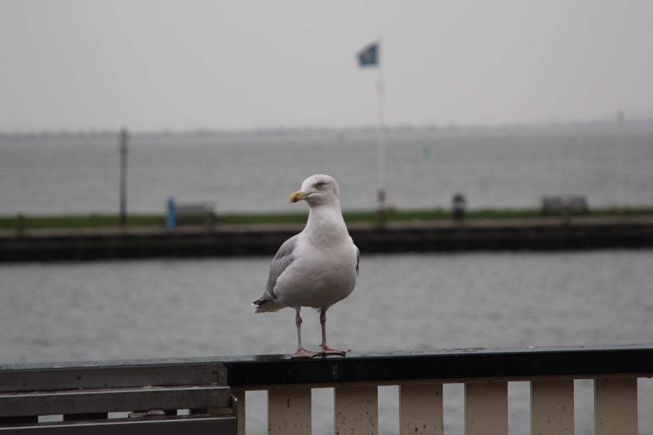 Seagull Bird Flight