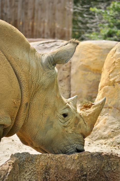 White Rhino Animal