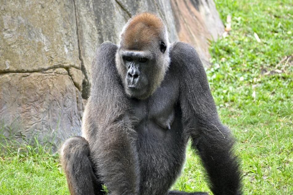 sad gorilla
