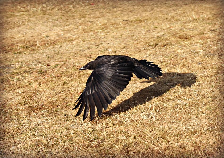 Crow Bird Flying