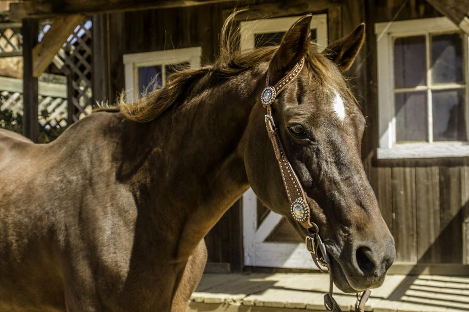 Horse Chestnut Mare