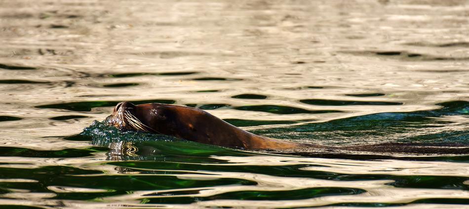 Seal Sea Lion Swim