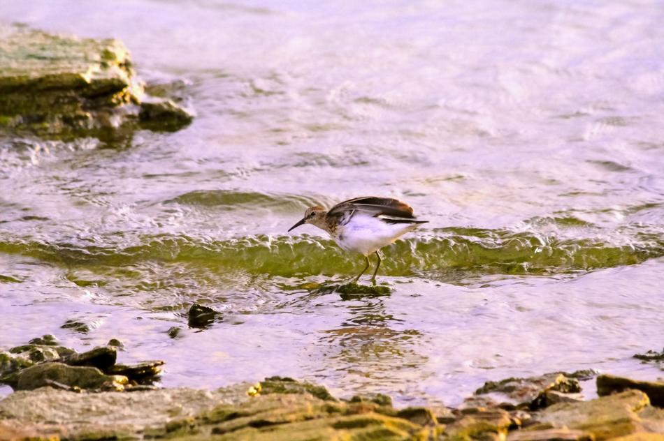 wave at the rocky beach