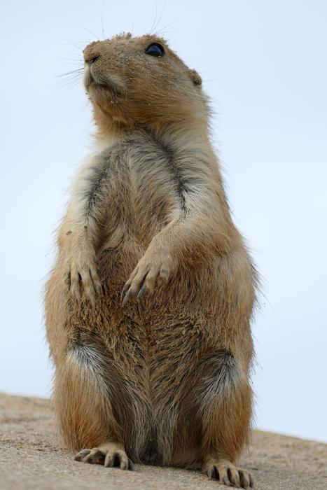 Prairie Dog Cynomys Ground