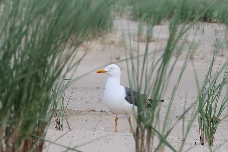 Seagull Bird Sea Animal