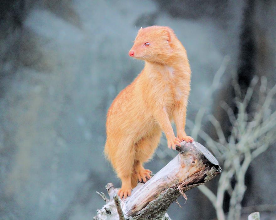 Mongoose Fox Carnivore