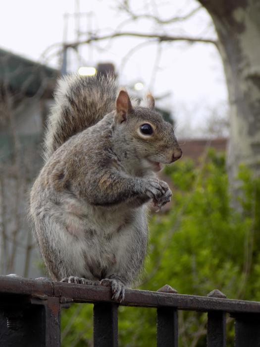 Animal Gnaw Rodents in wildlife