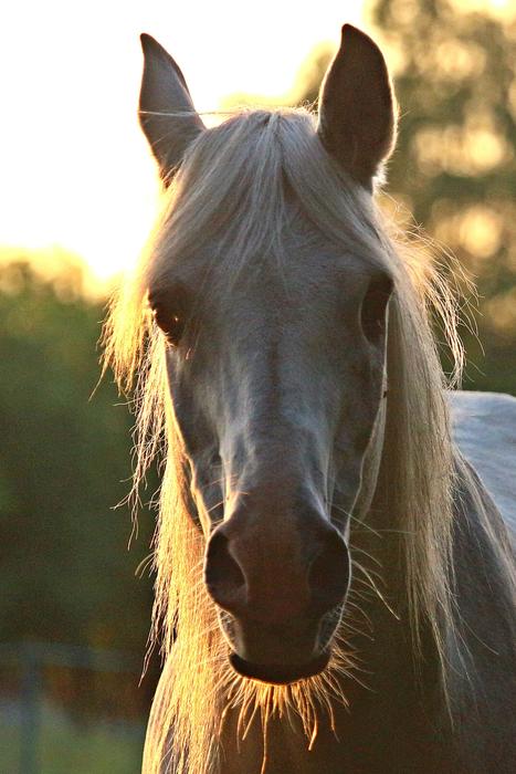 Horse Stallion Mold