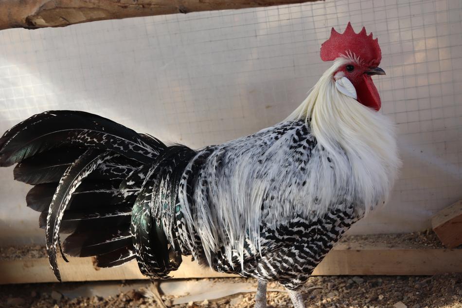 a big rooster in the barn