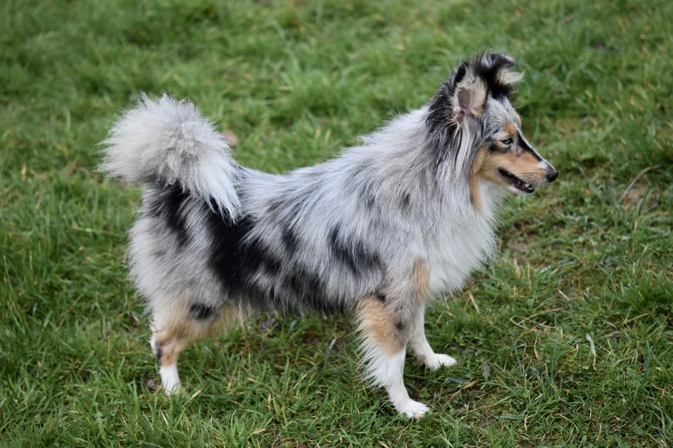 Dog Bitch Shetland Sheepdog