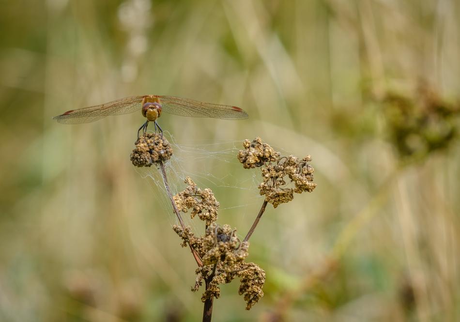 Insect Dragonfly at forest Nature