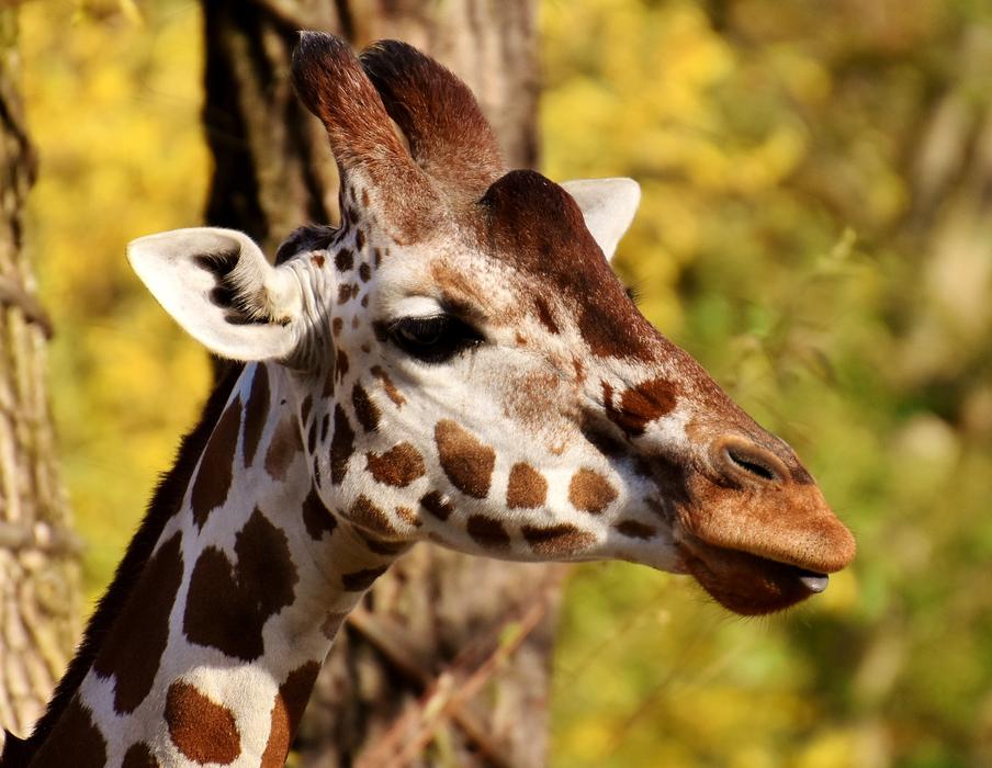 giraffe with brown spots