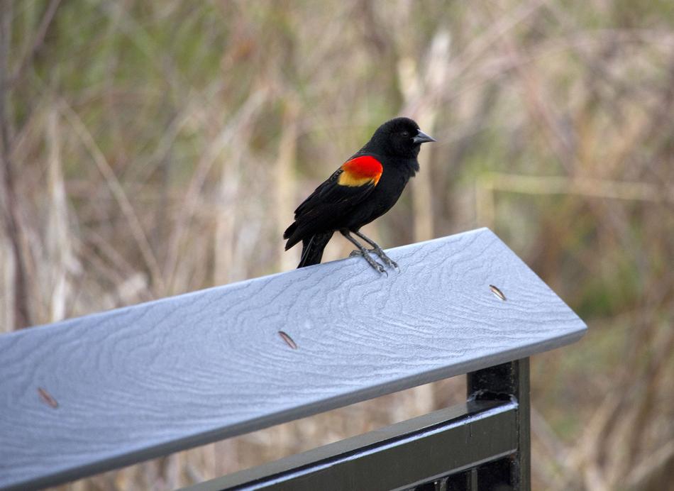 Redwing Blackbird Fence