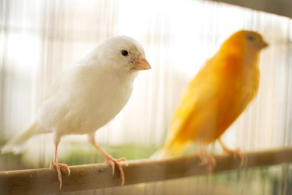 Bird Canary Yellow