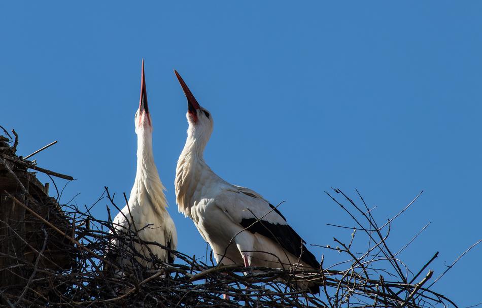 Stork Storks Bird