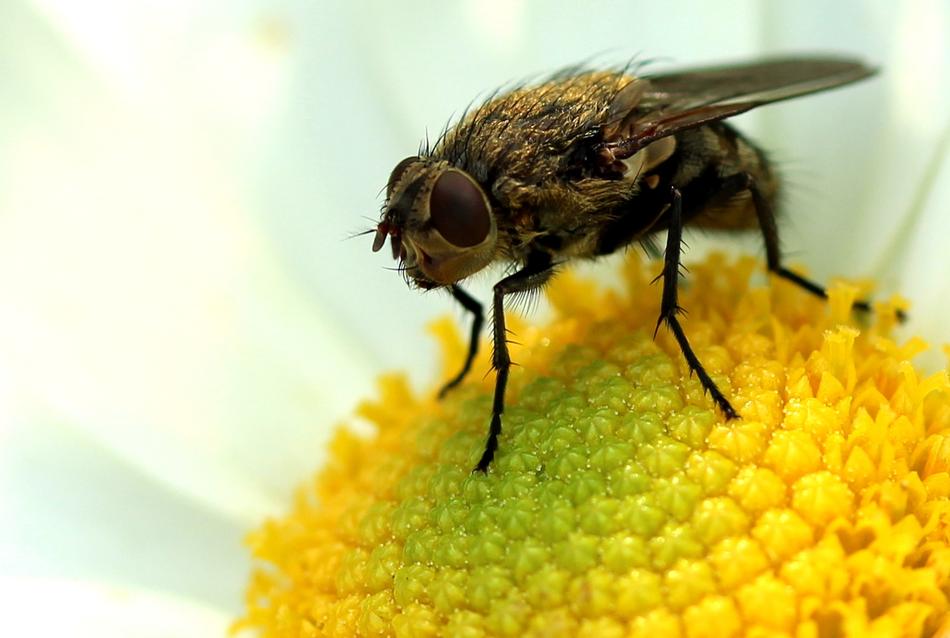 a big fly on a yellow flower