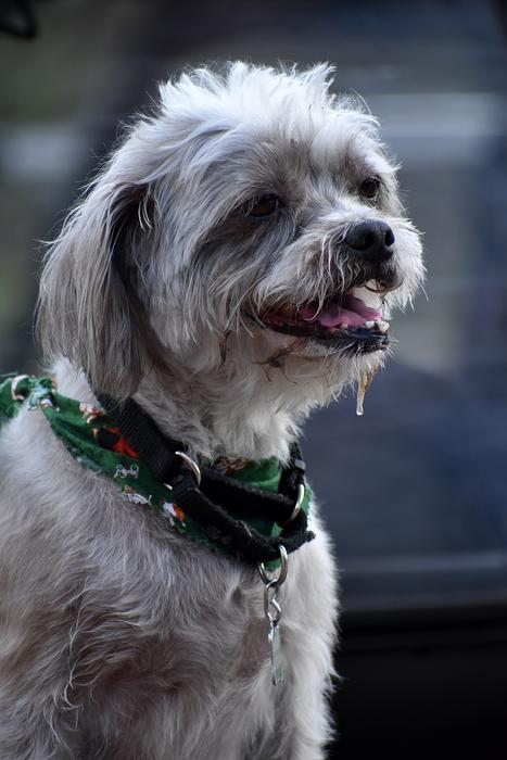Benji Dog White