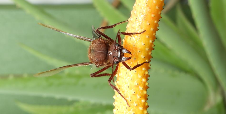 Insect Nature Macro