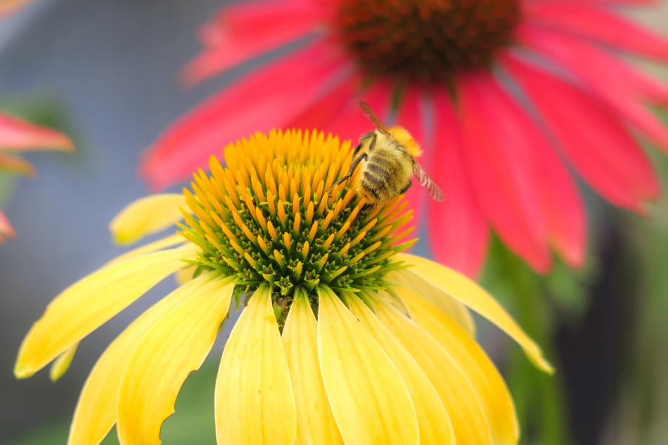 Hummel Acker Coneflower