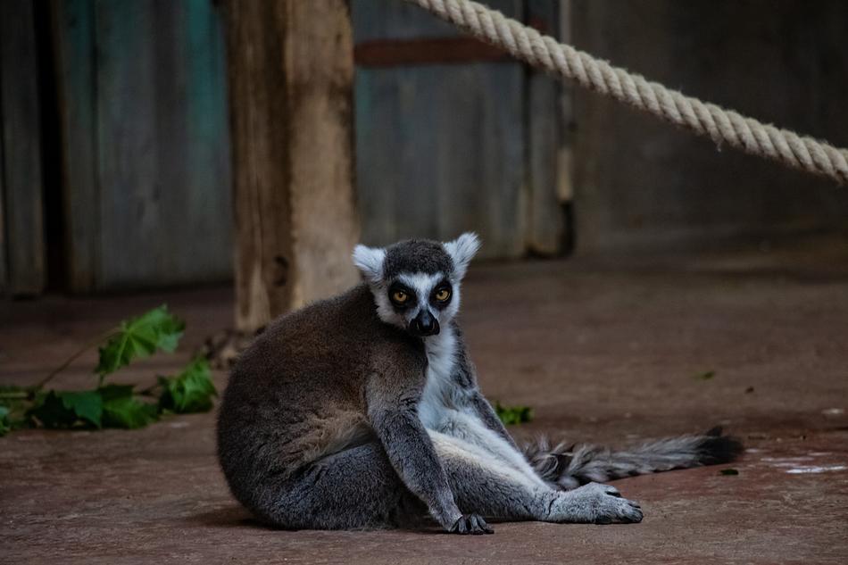 Lemur Animal Zoo