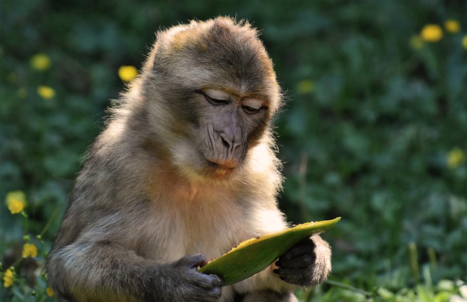 Barbary Ape Endangered Species