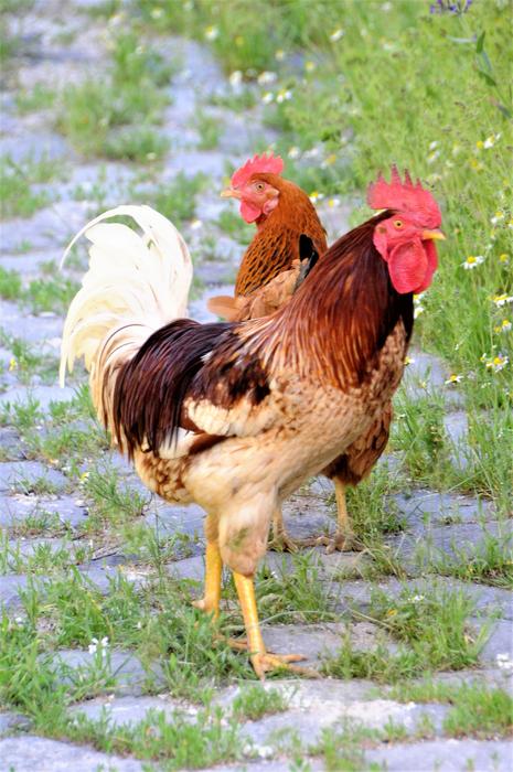 Cock Animal Bird