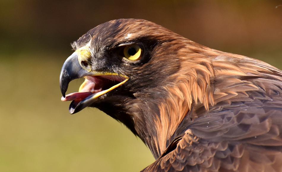 Adler Raptor Bird Of Prey