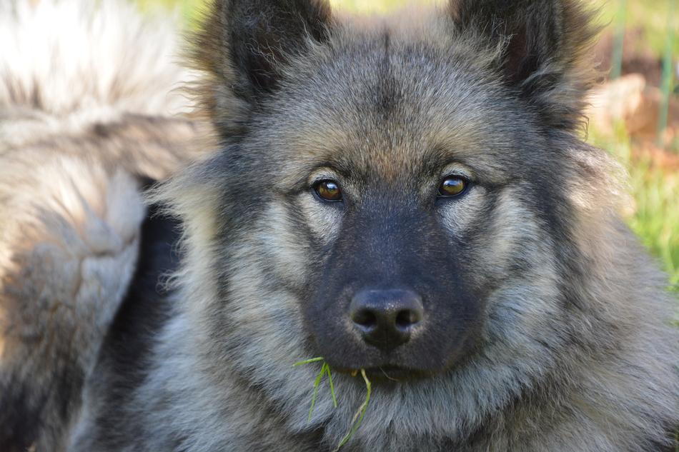 Dog Bitch Eurasier